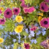 Annuals blooming out of the side of a hanging basket