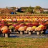 Mum field in full bloom