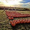 Fall Pumpkins!