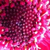 Gerber Daisy