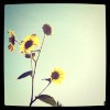 Sunflowers bathing in the warm glow of the sunshine