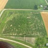 Another view of the Buxton's Corn Maize