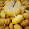 Pumpkins, pumpkins, pumpkins!