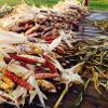 Indian Corn Harvest