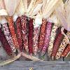 Decorative Indian Corn
