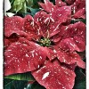 Speckled poinsettia