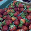 Fresh picked strawberries!