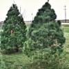 Christmas trees